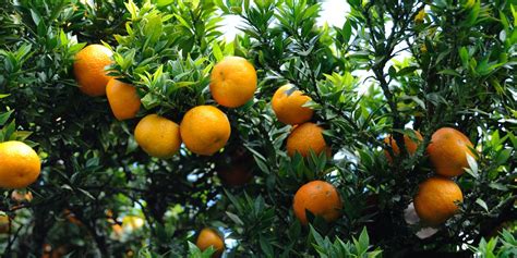 LA BOLSA GRIS: Citrus myrtifolia_RUTACEAE