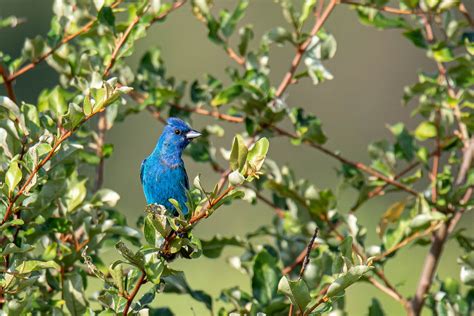 Indigo Buntings Nature And Wildlife Photography Forum Digital