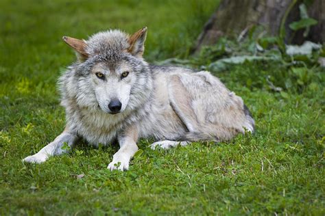 Mexican Gray Wolf Photograph By Sebastian Musial Fine Art America