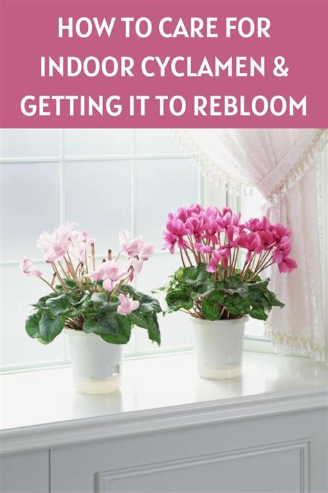 How To Care For Indoor Cyclamen And Getting It To Rebloom In 2023