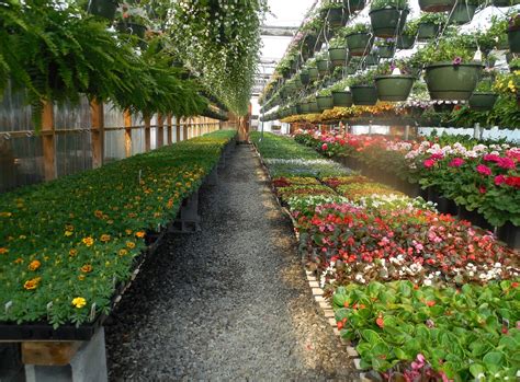 When To Start Flower Seeds In A Greenhouse For Spring Planting Krostrade