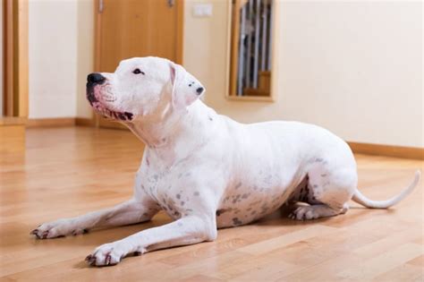 Dogo Argentino Conheça Melhor Essa Raça De Cachorro