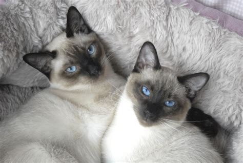 Fiasco And Boxxi Are 6 Months Old Siamese Applehead Kittens