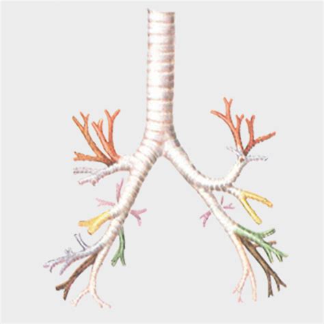 P3205 Primary Bronchi And Bronchial Tree Prosections