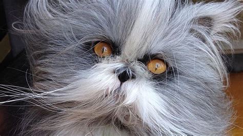 Meet Atchoum The Incredibly Fluffy “werewolf Cat” With Hypertrichosis Werewolf Cat Cats