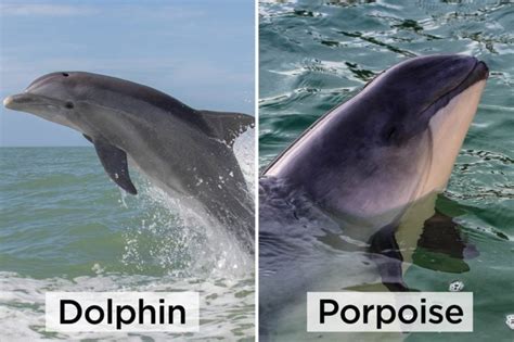 Can You Tell The Difference Between These Nearly Identical Animals By
