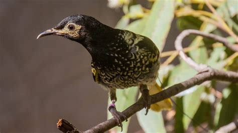 Critically Endangered Regent Honeyeaters Released As Fight To Save
