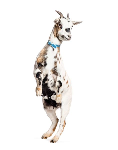 Premium Photo Goat On Hind Legs In Front Of White