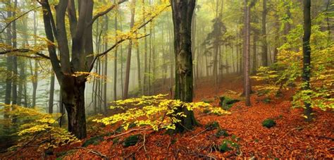 Autumnfall Trees Bavaria Germany Photo By Landscape Photography By