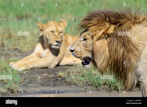 An Adult Female And Male Lion Panthera Leo Wait On Savanna Savannah Marshland Near Ndutu