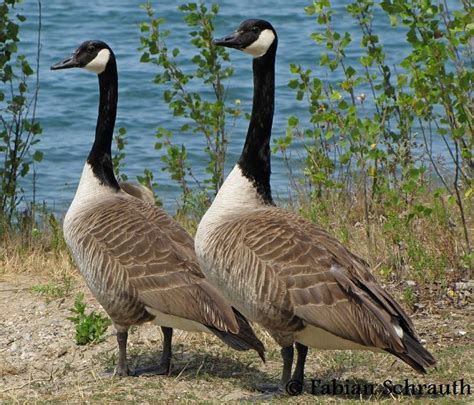 Die kanadagans stammt ursprünglich aus kanada und verdankt ihrem heimatland ihren namen. Kanadagans- Einheimische Vögel in Deutschland