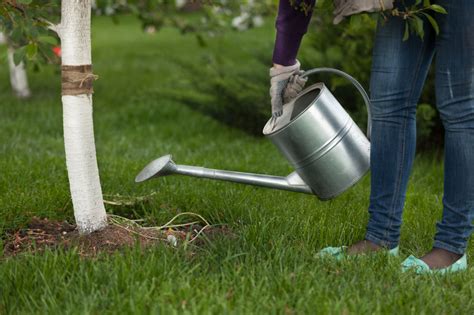 Take Care Of Your Trees By Taking Precautions Keil Tree Experts Inc