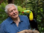 Sir David Attenborough to present new natural history series for BBC ...