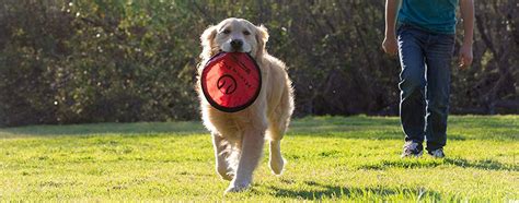 The Best Frisbee For Dogs In 2022 My Pet Needs That