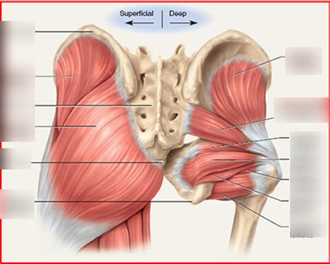 Hip Muscles Diagram Quizlet