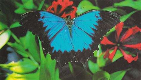 Ulysses Butterfly Postcard Ddmaul1 Flickr