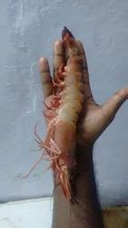 Tiger Prawns Manufacturers Suppliers Exporters