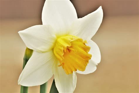 White Daffodil Close Up 2 Free Stock Photo Public Domain Pictures