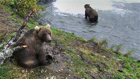 Brooks Falls Brown Bears~10/05/2017 Katmai National Park | Brown bear ...