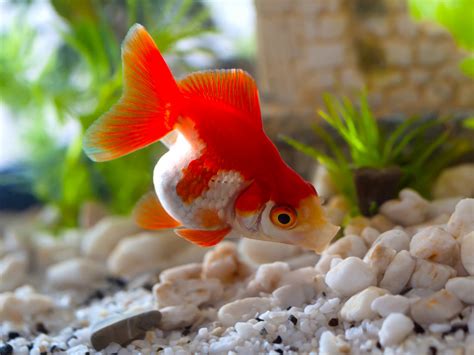 Goldfish Eggs Beginners Guide To Proper Care And Supervision