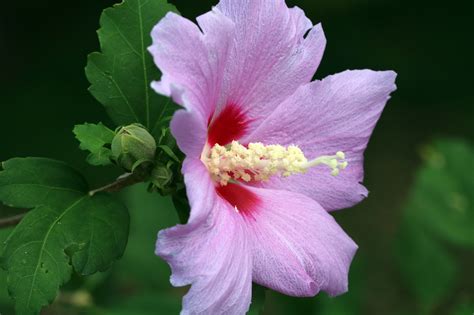 Download Free Photo Of Rose Of Sharon Korea Flowers Plants Pink