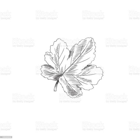 Hand Drawn Monochrome Cloudberry Leaf Sketch Style Vector Illustration ...