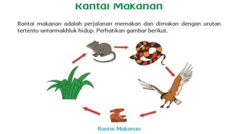 Hubungan Antar Makhluk Hidup Dalam Ekosistem