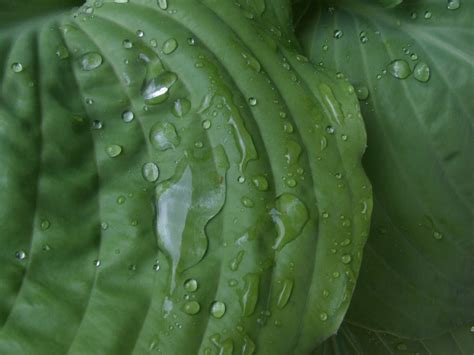 Free Images Leaf Flower Raindrop Wet Green Produce Botany