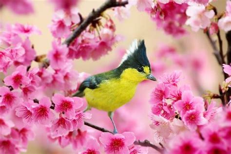 Cherry Blossoms And Bird By Taiwanese Photographer Sue Hsu Art Kaleidoscope