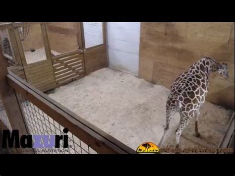 Here is the live webcam of the pen of the famous giraffes oliver & johari's fun animal adventure park in harpursville, a city in the state of new york. April the Giraffe is expecting a calf! Follow the process ...
