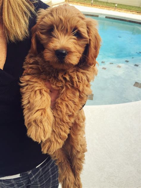 The goldendoodle is not only a wonderful companion dog, but is a versatile breed you will find filling many different roles including therapy and service. Goldendoodle Puppies, Miniature Goldendoodles ...