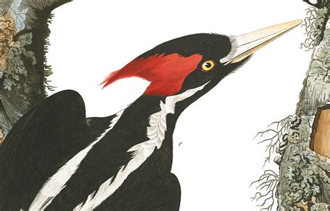 the quest for the ivory billed woodpecker heads to cuba audubon
