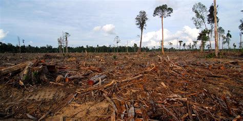 Malaysia is historically one of the 1976; Environmental impacts | sustainablepalmoil.org