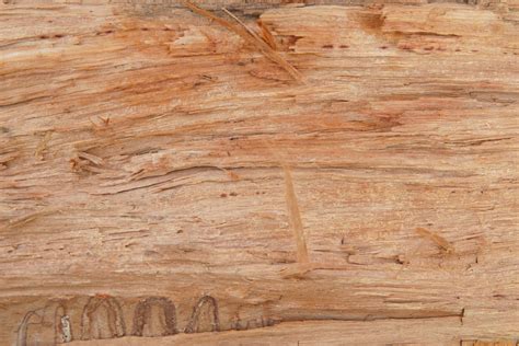 Wood Cut Log Wooden Background Texture Free
