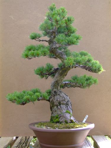 Bonsai An Art Of Dwarfing Trees Arjunpuris Blog