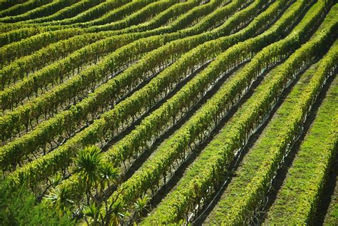 Free Images Nature Vineyard Green Crop Soil Agriculture Terrace