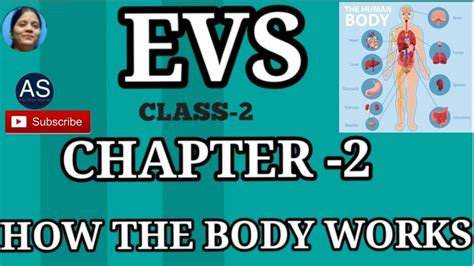 Class 2 Evs How The Body Works Evs Internal Organs External
