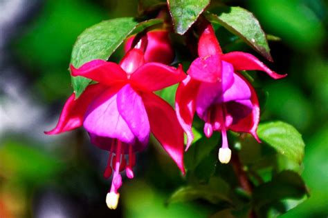 Fuchsia Plants 21 Types Of Popular Fuchsia With Pictures