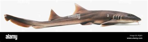 Brown Banded Bamboo Shark View From Above Stock Photo Alamy