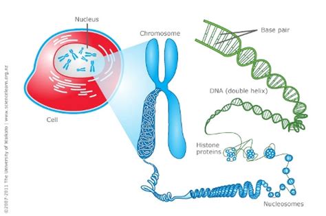 10 Interesting Dna Facts My Interesting Facts