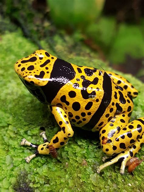 Dendrobates Leucomelas Bolivar Frogs And More