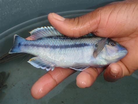 Aquaculture is the practice of raising fish or ocean plants for food or resources. Freshwater Fish Farming in South Africa