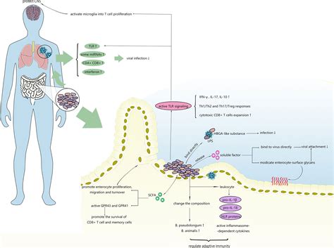 Frontiers Intestinal Microbiota—a Promising Target For Antiviral Therapy
