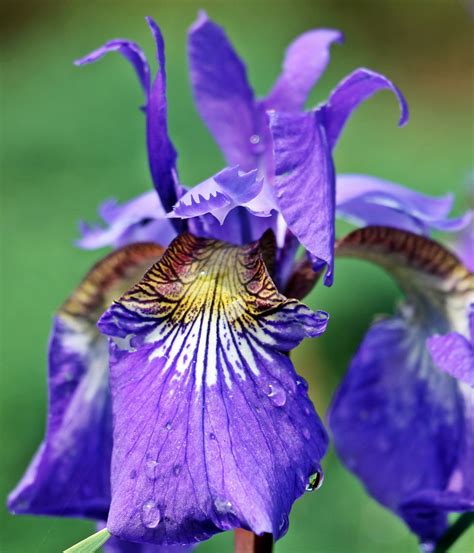 Images Gratuites Eau La Nature Violet Floraison Goutte De Pluie