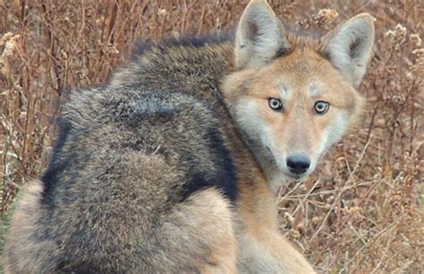 Coyotes Heres What To Do Rhode Island News