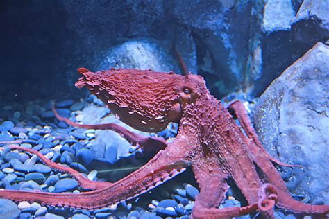 15 Interesting Facts About The Octopus You Need To Know Always Learning