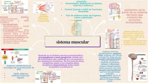 Sistema Muscular Mapa Mental
