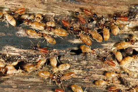 Termites Fascinating Insects The Statesman