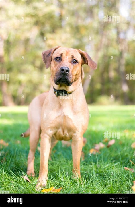 A Rhodesian Ridgeback Mixed Breed Dog Outdoors Stock Photo Alamy