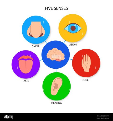 Five Human Senses Banner In Flat Style Poster With Human Perception